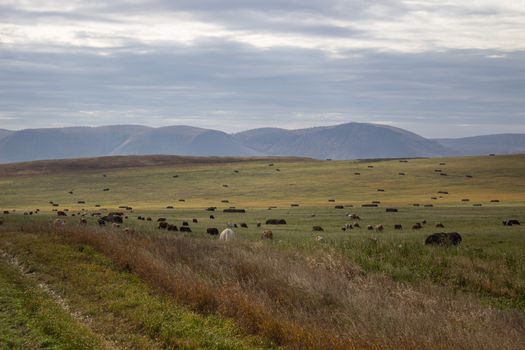 A spacious green field where cows graze.