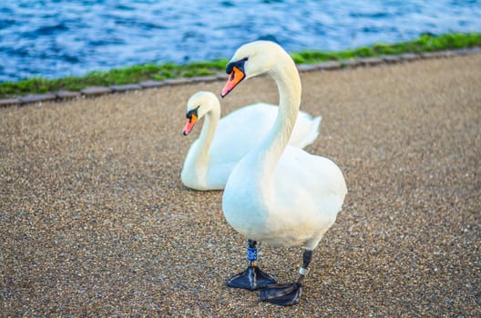 Two white mute swans on the shore