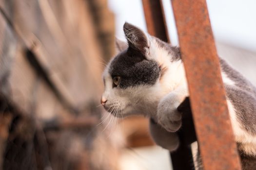 F1 Savannah kitten on the stairs