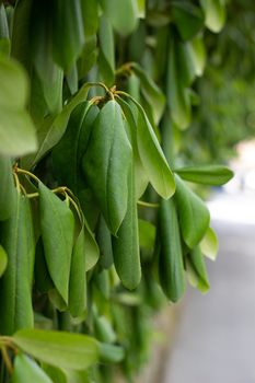 Green hedge or Green Leaves Wall on isolated,Objects with Clipping Paths