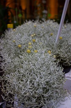 Plastic flowers for sale at the weekly outdoor market