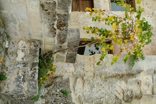 Matera, Basilicata, Italy. About 11/2019. Vine plant grown in a stone planter in the Sassi of Matera.