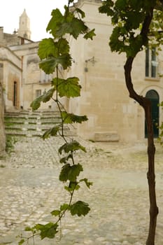 Vine shoot with leaves in a street of the ancient city of Matera.