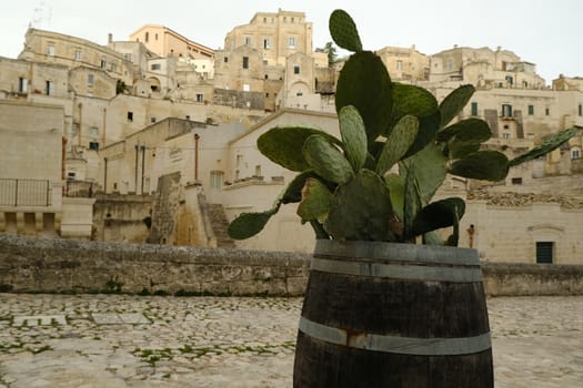 Prickly pear plant grown inside a wooden barrel. Panorama of the city of Matera.