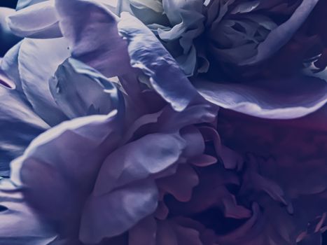 Purple peony flower as abstract floral background for holiday branding design