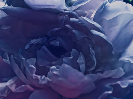 Purple peony flower as abstract floral background for holiday branding design