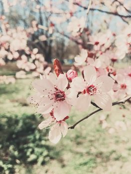 Vintage background of apple tree flowers bloom, floral blossom in sunny spring