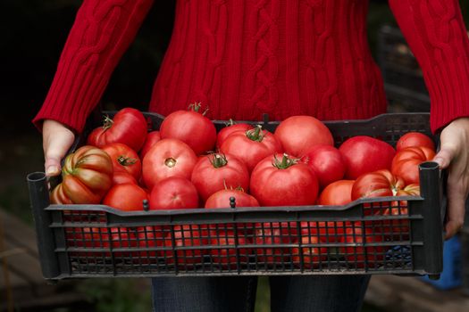 Woman holding a plastic box of heirloom tomatoes. Close up. Horticulture, harvest, local farmer concept.