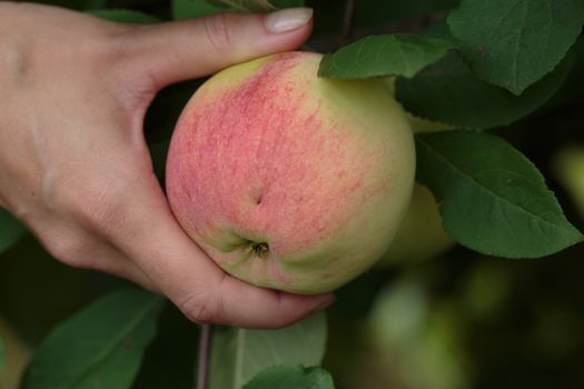 Woman's hand holding a ripening apple. Horticulture, harvest, local farmer concept. Shallow depth of field