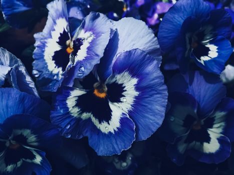 Blue flower on dark background, floral and nature concept