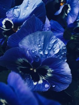 Blue flower on dark background, floral and nature concept