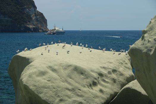 Rocks of falling in love in Forio on the island of Ischia near Naples. Group of seagulls resting on the rocks in the blue sea.