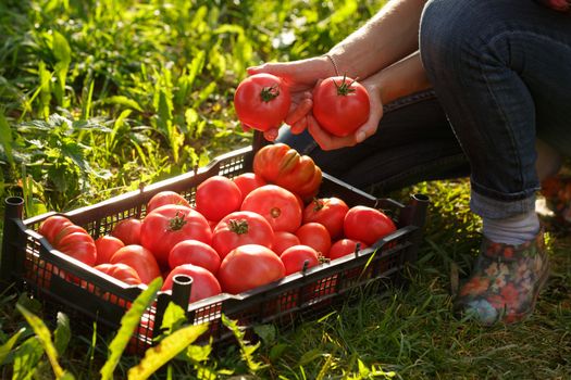 Woman holding a heirloom tomatoes over a box full of tomatoes. Close up. Horticulture, harvest, local farmer concept