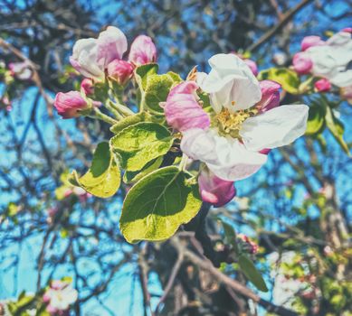 Blooming apple tree flowers in spring as floral background, nature and agriculture