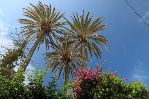 Palm and bougainvillea plants with leaves that move with the wind.  On the island of Ischia, in the Mediterranean Sea, numerous plants and flowers grow.