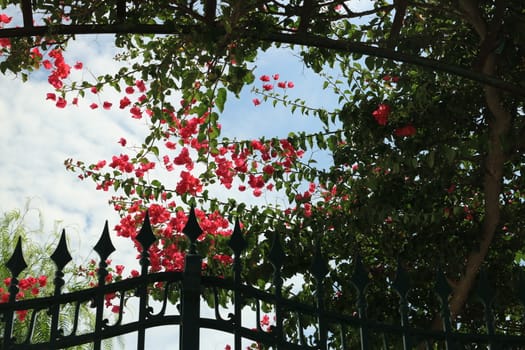 Arbor with a flowering bougainvillea plant. A garden gate dominated by a climbing plant. Beside a cactus and a lamppost.