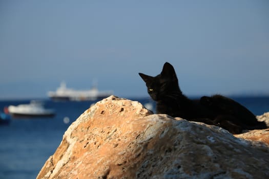 Sleepy black cat rests lying on a rock by the sea. In the background two ships.