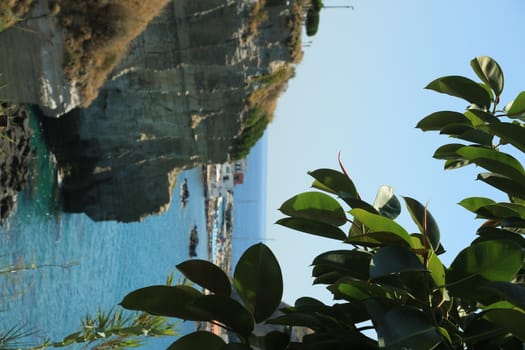 Leaves of a ficus plant. In the background the sea and the rocks on Ischia island.