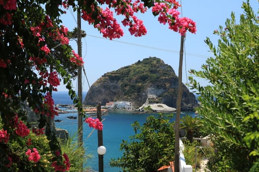 Bougainvillea flowers in an Italian Mediterranean garden. In the background the volcanic promontory in front of the village of Sant'Angelo.