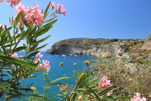 Oleander plant with pink flower. In the background of the cliff and the blue sea. Ischia Island, Italy.