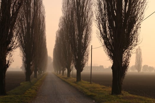 Row of poplar trees at sunset shrouded in fog in the Po Valley in Lombardy.