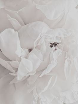 White peony flower as abstract floral background for holiday branding design