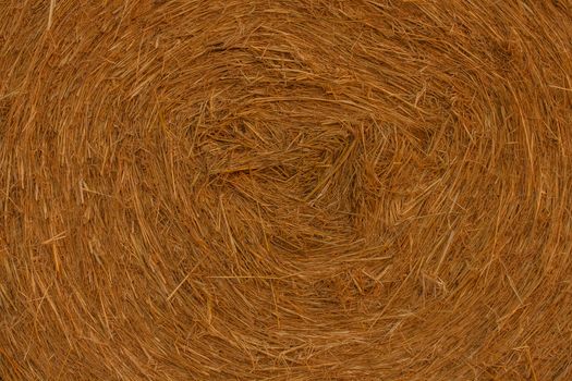Particularly the intricacy of grain plants that form one cylindrical bale