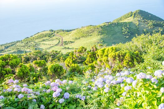 Walk on the Azores archipelago. Discovery of the island of Pico, Azores. Portugal. Madalena