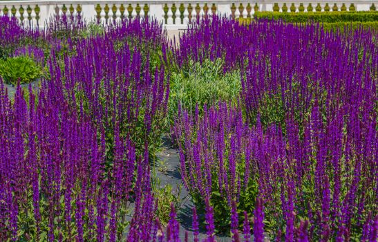 a rich flowering  of purple sage flowers in a garden