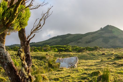 Walk on the Azores archipelago. Discovery of the island of Pico, Azores. Portugal. Madalena