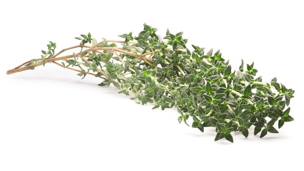 Thyme (Thymus vulgaris) shrub. Fine herb. Clipping paths, shadows separated, infinite depth of field. Design elements