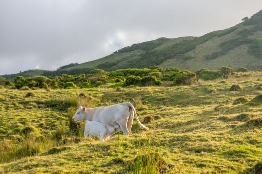 Walk on the Azores archipelago. Discovery of the island of Pico, Azores. Portugal. Madalena