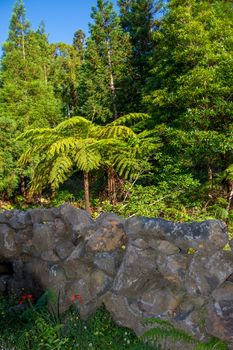 Walk on the Azores archipelago. Discovery of the island of Pico, Azores. Portugal. Madalena
