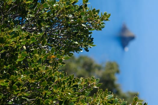 Bush of Mediterranean vegetation and in the background the rock of Ferale at Cinque Terre in Liguria.
