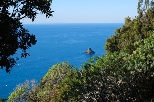 Ferale rock in the Cinque Terre sea in Liguria. Bushes of Euphorbia, plant of Mediterranean vegetation that grows on rocks.
