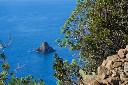 Ferale rock in the Cinque Terre sea in Liguria. Bushes of Euphorbia, plant of Mediterranean vegetation that grows on rocks.
