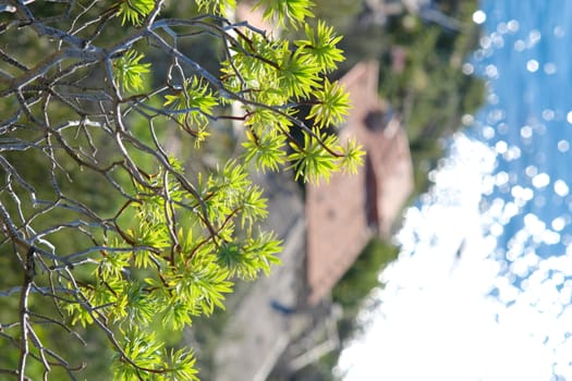 Euphorbia bush and in the background a house overlooking the Cinque Terre sea in Liguria.