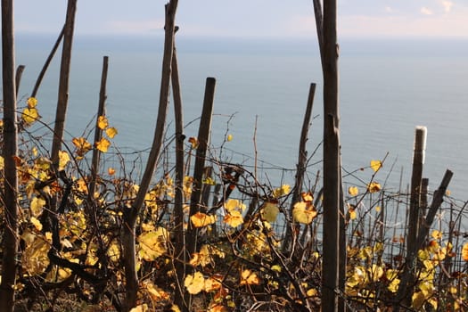 Cultivation of vines on the hills of the Cinque Terre.