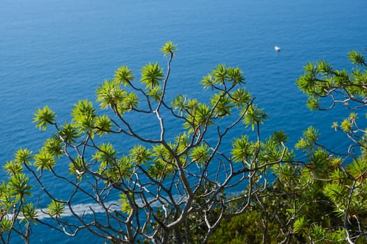 Panorama with the sea of the Cinque Terre in Liguria. Bushes of Euphorbia, plant of Mediterranean vegetation that grows on rocks.
