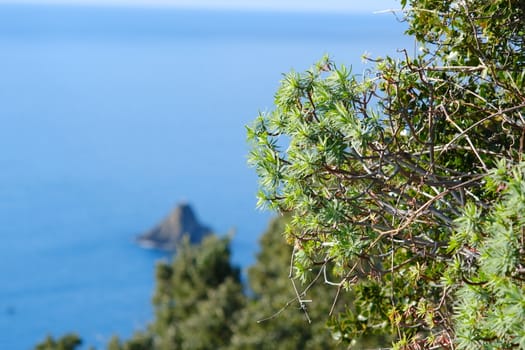 Ferale rock in the Cinque Terre sea in Liguria. Bushes of Euphorbia, plant of Mediterranean vegetation that grows on rocks.
