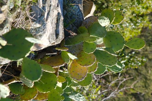 Prickly pear plants in the Cinque Terre in Liguria. Mediterranean vegetation.