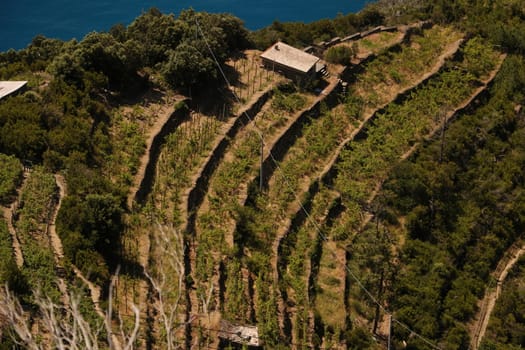 Aerial view of Sciacchetrà Vineyard on the terraced hills of the Cinque Terre in Liguria.