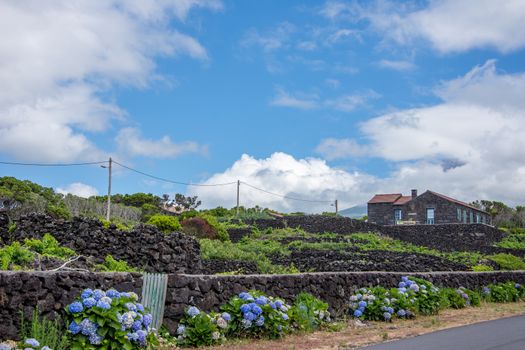 Walk on the Azores archipelago. Discovery of the island of Pico, Azores. Portugal. Madalena