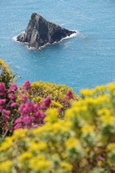 Hills of the Cinque Terre with typical Mediterranean vegetation. Euphorbia. Sea with motorboat trail.