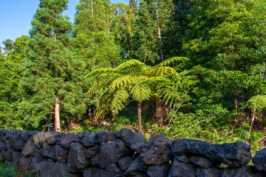 Walk on the Azores archipelago. Discovery of the island of Pico, Azores. Portugal. Madalena