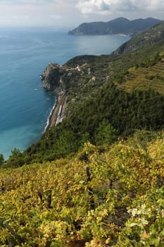 Vineyard cultivation in the Cinque Terre. In the background the village of Corniglia perched on the rock overlooking the sea.