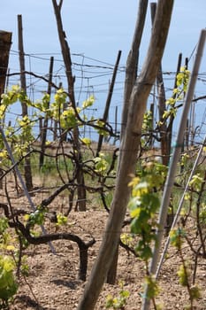 Cultivation of vines on the hills of the Cinque Terre.