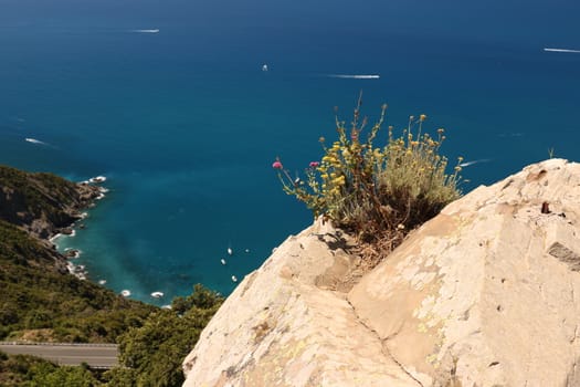 Panorama of the Cinque Terre sea. A helichrysum plant born on a rock overlooking the sea.