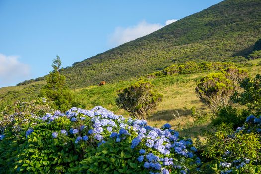 Walk on the Azores archipelago. Discovery of the island of Pico, Azores. Portugal. Madalena