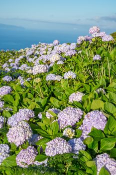 Walk on the Azores archipelago. Discovery of the island of Pico, Azores. Portugal. Madalena